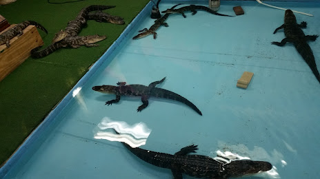 Alligator & Wildlife Discovery Center